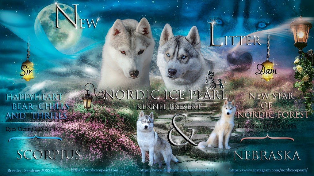 chiot Siberian Husky Nordic Ice Pearl