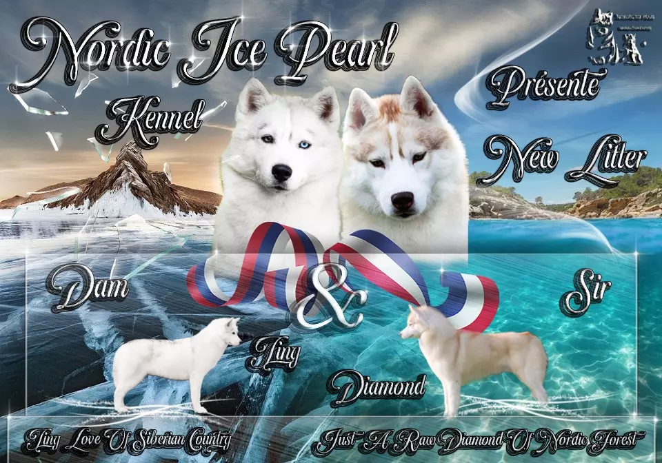 chiot Siberian Husky Nordic Ice Pearl