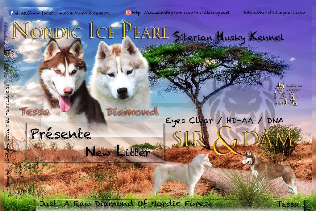 chiot Siberian Husky Nordic Ice Pearl