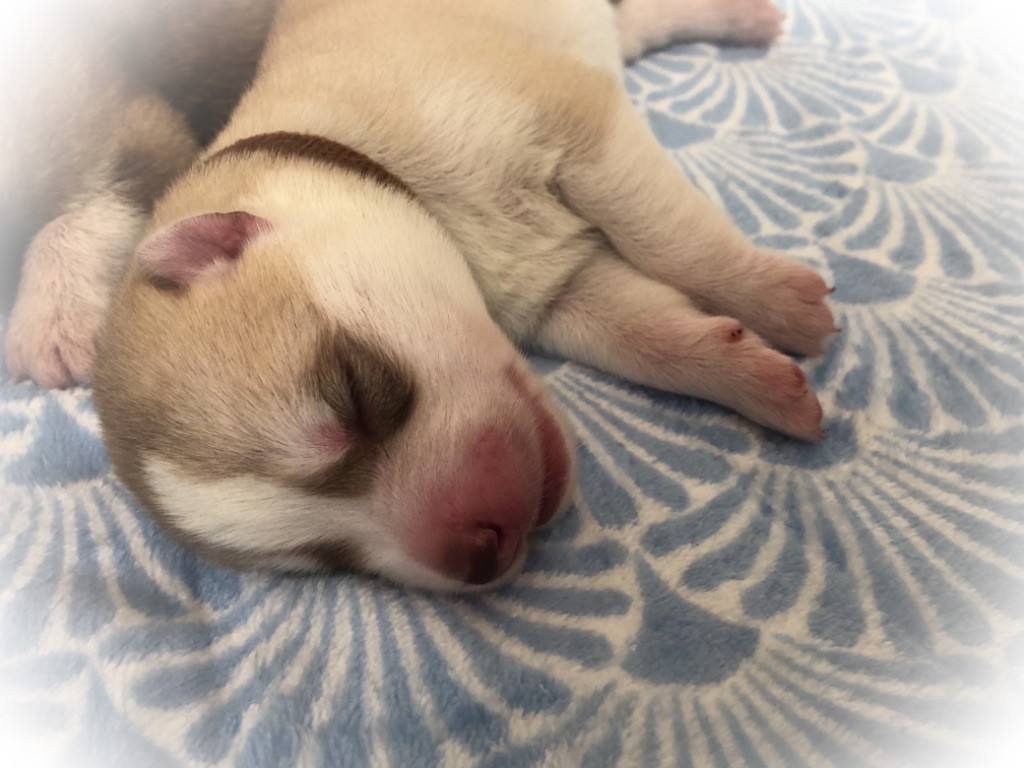 Nordic Ice Pearl - Siberian Husky - Portée née le 03/11/2020
