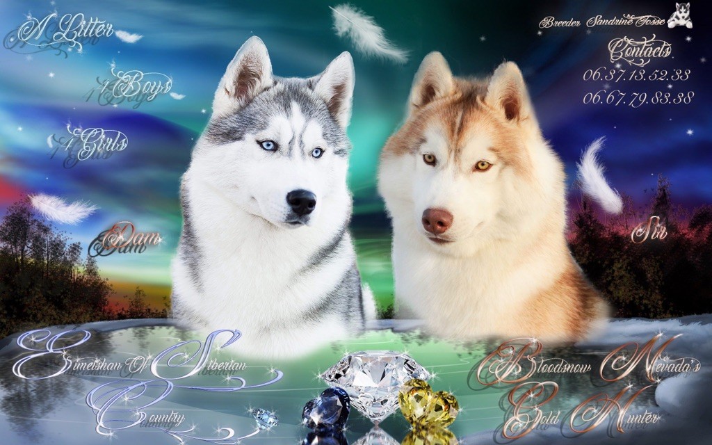 Nordic Ice Pearl - Siberian Husky - Portée née le 10/01/2019
