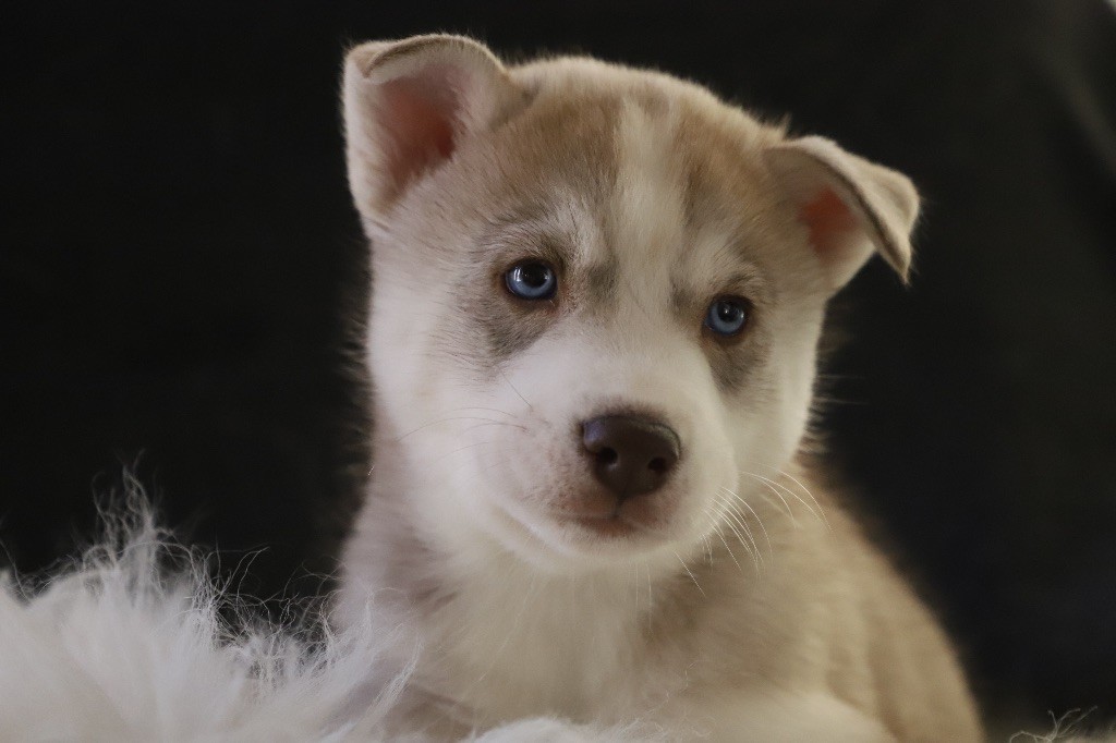 Nordic Ice Pearl - Siberian Husky - Portée née le 29/09/2023