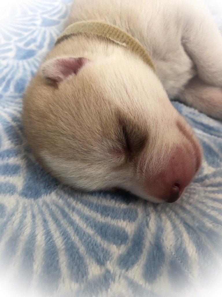 CHIOT