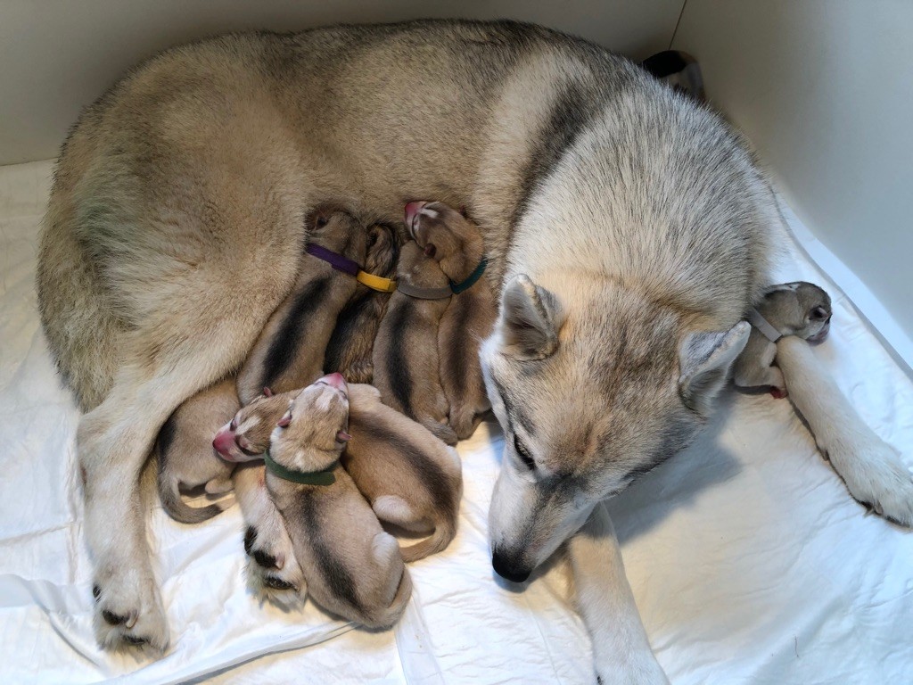 Nordic Ice Pearl - Siberian Husky - Portée née le 30/10/2019